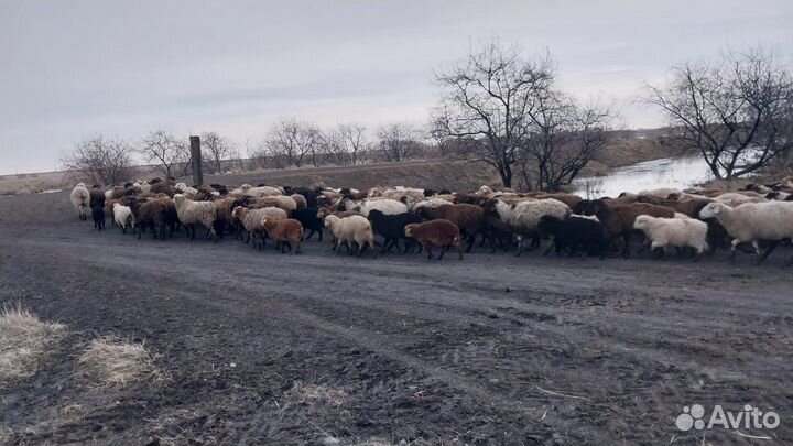 Овцы, бараны, ягнята