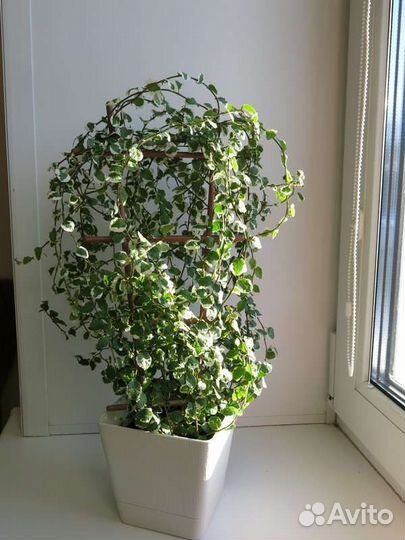 Фикус пумила