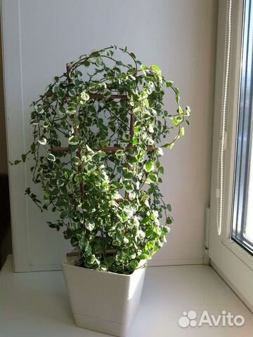 Фикус пумила