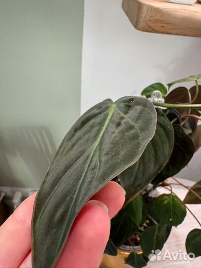 Филодендрон сканденс миканс