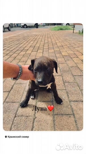 Собака питбуль