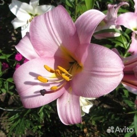 Лилия Пинк Планет (цена за 2 луковицы)