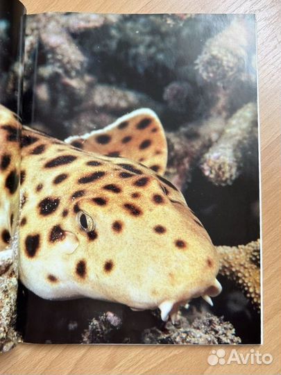 Эндрю Клив Акулы Мир животных