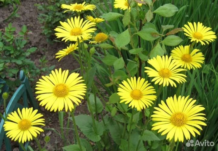 Цветы Рудбекия ромашка жёлтая