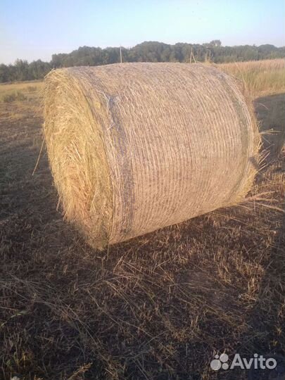 Круглые тюки сена 2023