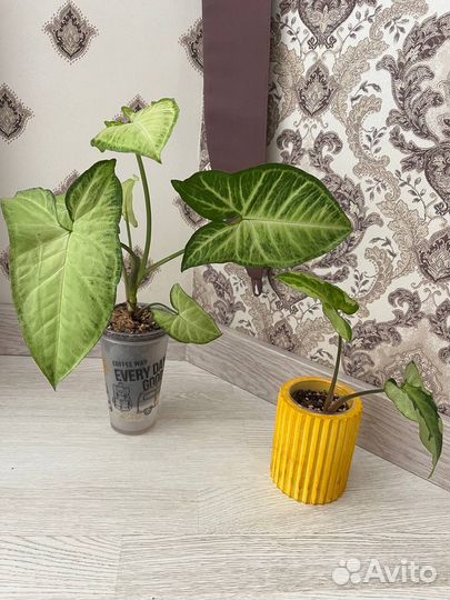 Сингониум, пеперомия