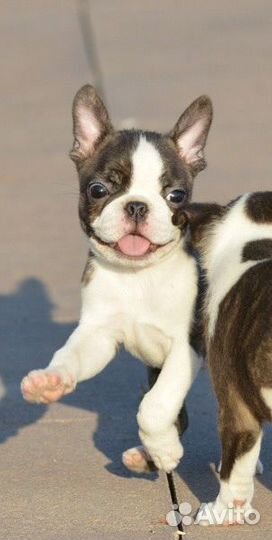 Мальчик бостон терьер