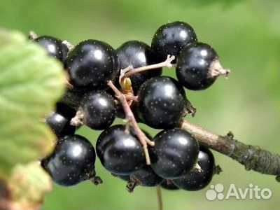 Черная, Белая смородина. Крыжовник без Шипов