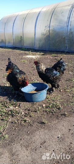 Петух брама