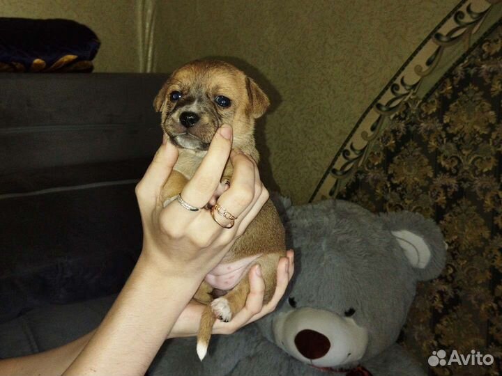 Щенки маленьких пород