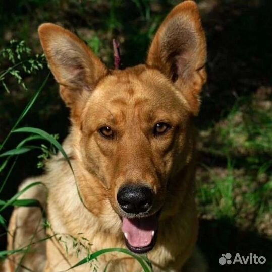 Собаки