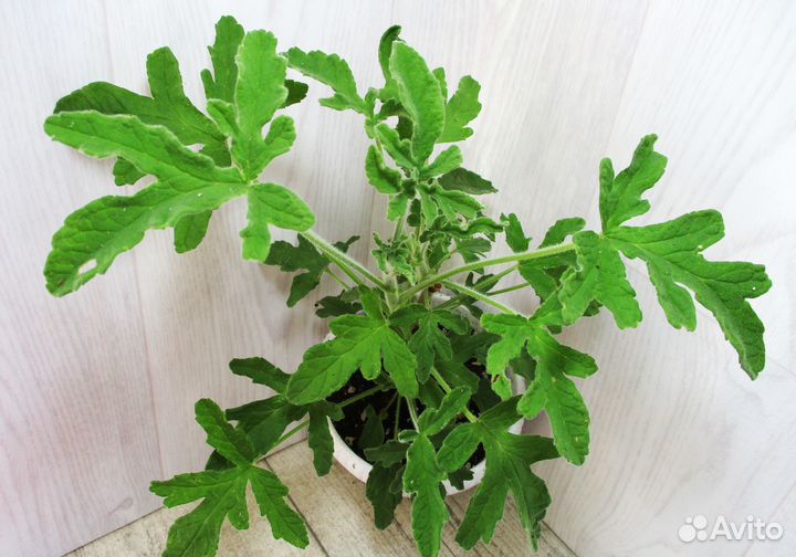 Пеларгонии (герани) 15 сортов и душистые