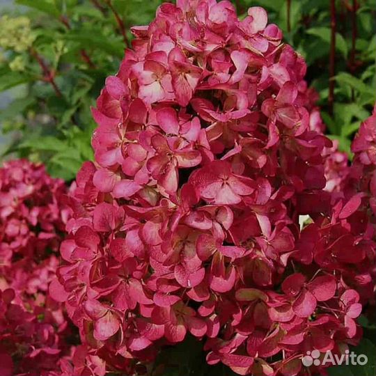 Гортензия в ассортименте