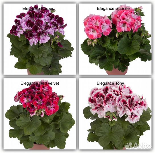 Королевская Пеларгония, герань,черенки