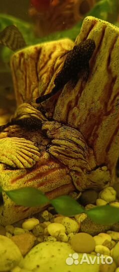 Анциструсы