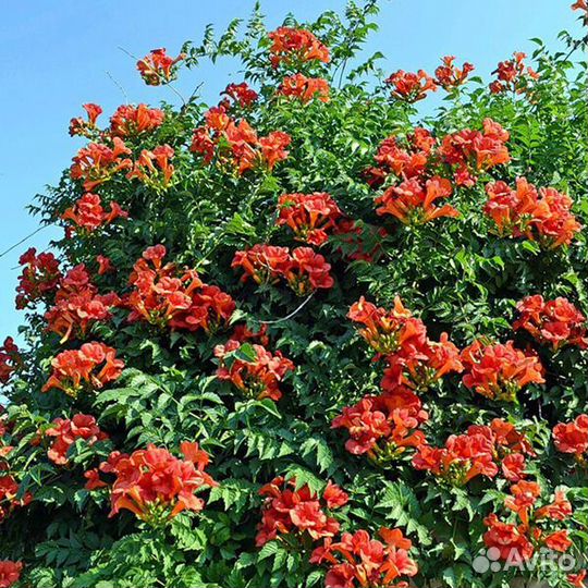 Кампсис укореняющийся, цветущая лиана