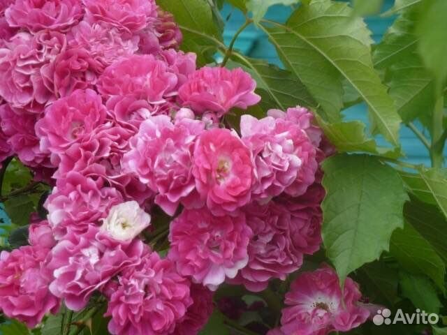 Розы в горшках