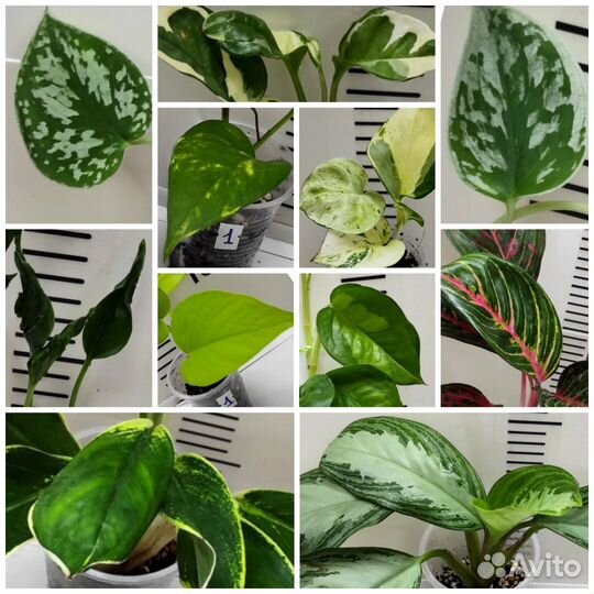 Аглаонема, Сциндапсус, Эпипремнум