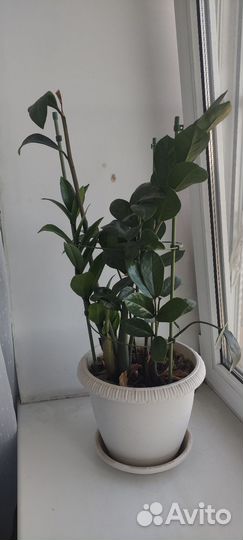 Замиокулькас