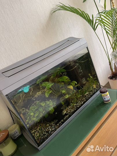 Аквариум