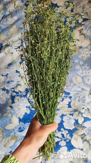 Лекарственные растения юга