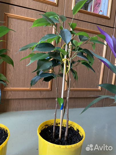 Фикус Бенджамина, Паслен, Рео