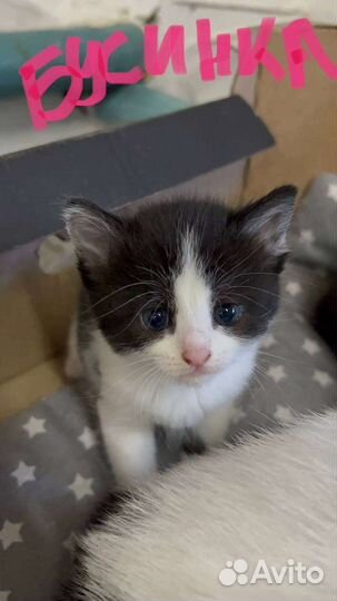 Кошки в добрые руки бесплатно