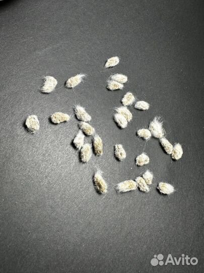 Семена хлопка