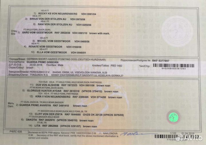 Щенки курцхаара