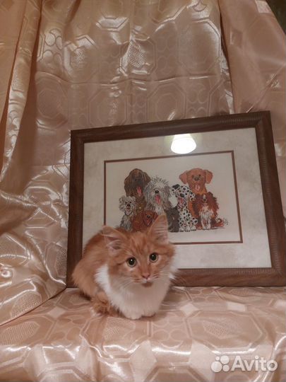 Котенок в добрые руки
