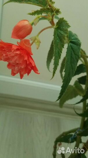 Бегония ампельная