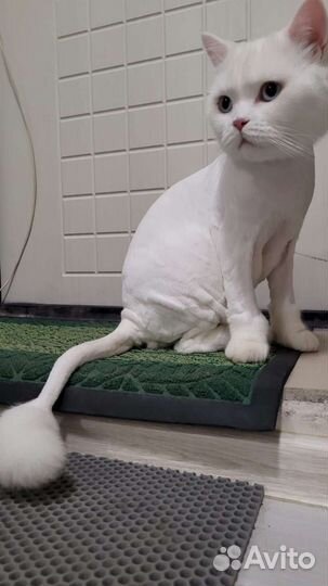 Стрижка (груминг кошек) на дому и с выездом