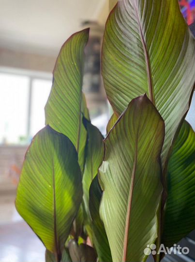 Цветы канны, клубни