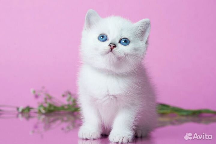 Британские котята серебристая шиншилла ns 12 33