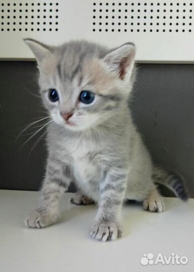 Котенок мальчик