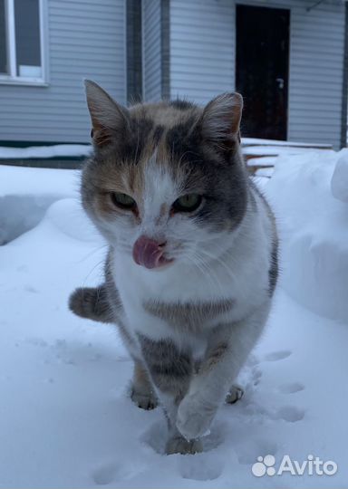 Рыжий котик