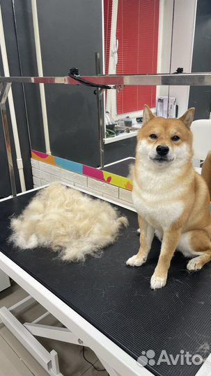 Стрижка собак и кошек в Бутово