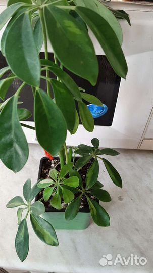 Фикус Мелани, Шеффлера