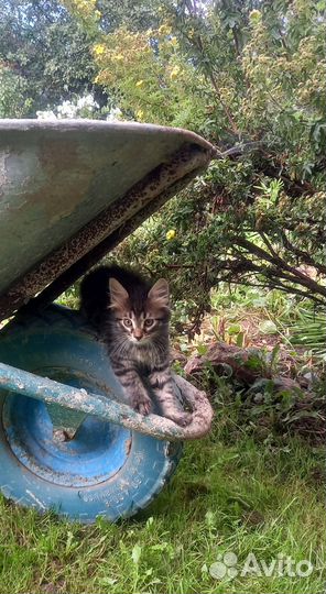 Котята в добрые руки мальчики