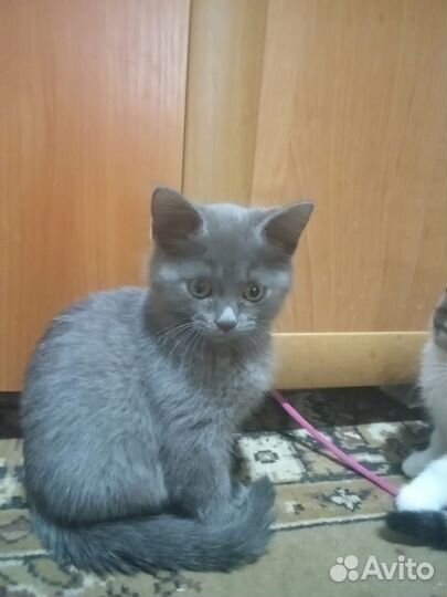 Кошки в добрые руки бесплатно