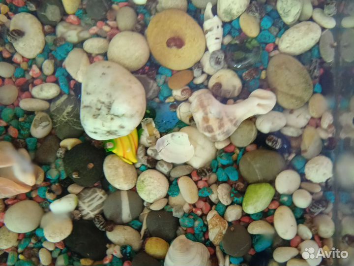 Аквариумные рыбки, с аквариумом