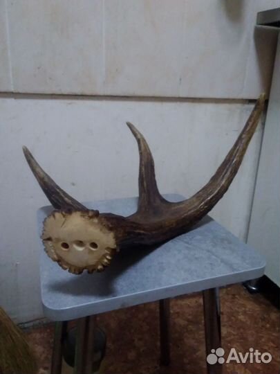 Рог лося