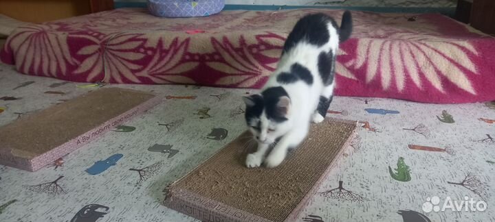 Отдам кошку