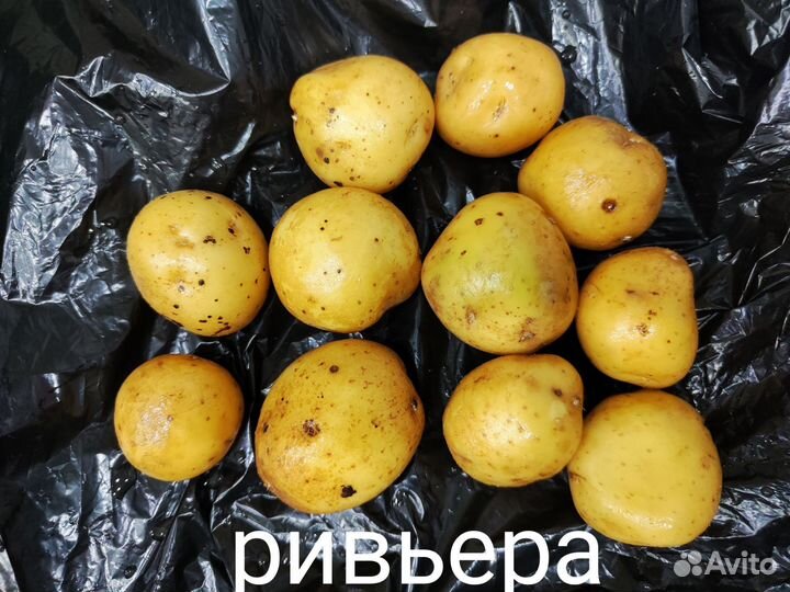 Семенной картофель Ривьера