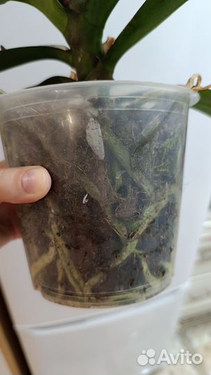 Орхидея фаленопсис cardinal большая