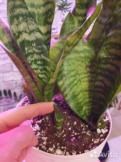 Сансевиерия зейланика