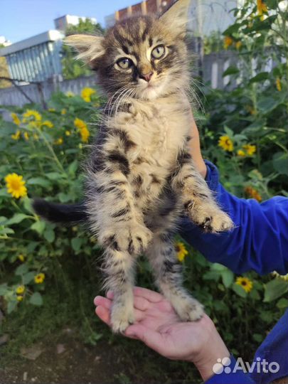 Котята, метисы сибирской