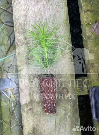 Сеянцы зкс Сосна Ель Лиственница окс Голуб Горн