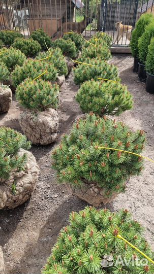 Сосна горная Мопс