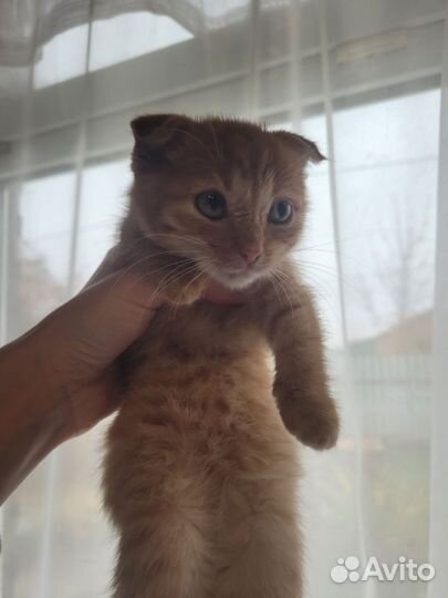 Котята в добрые руки бесплатно